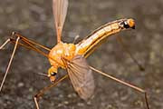 Crane Fly (Leptotarsus tortilis) (Leptotarsus tortilis)